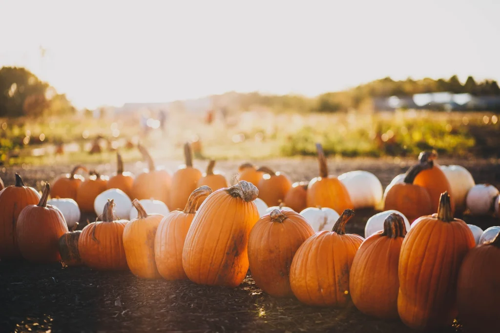 Football, Pumpkins, Fall, and a New School Year