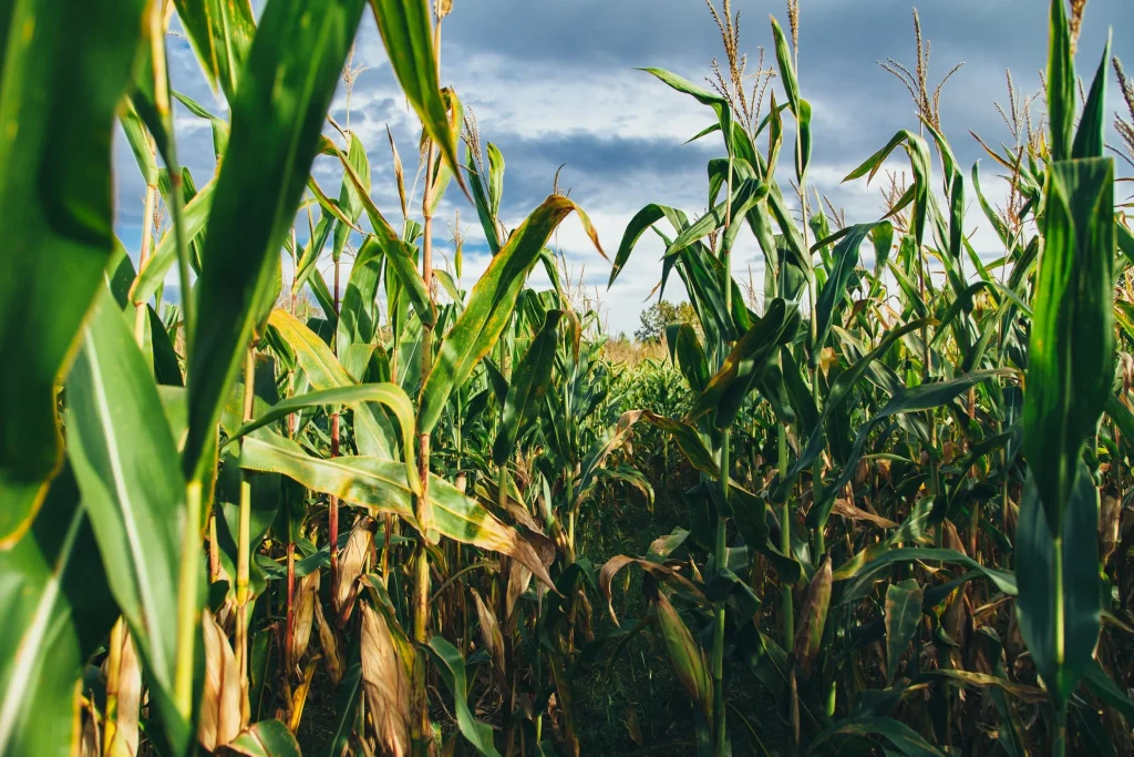 Farm to Desk Education